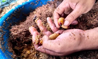 Đưa 'đuông dừa' về nuôi, kỳ vọng giúp dân bản thoát nghèo