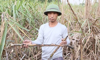 Chuột tàn phá hàng trăm ha mía, người dân lo mất trắng