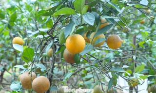 Thất thu cam 'tiến vua' vụ Tết