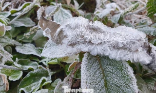 Âm 5 độ C, miền núi Nghệ An xuất hiện băng giá