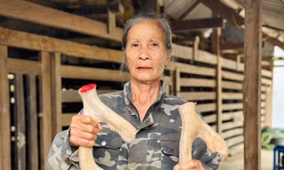 'Chìa khoá thoát nghèo từ nghề nuôi hươu sao Hà Tĩnh