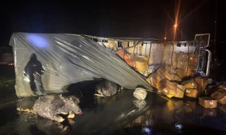 Tông trúng trâu đi trên quốc lộ 1A, ô tô tải lật nghiêng giữa đường