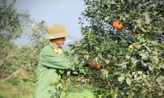 Cây cam mở lối thoát nghèo cho người dân miền núi Hà Tĩnh