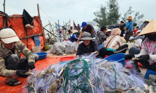 Vươn khơi sau mưa lũ, ngư dân trúng đậm ghẹ biển, thu hàng triệu đồng
