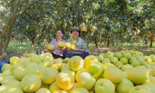 Bưởi Phúc Trạch loài quả đặc sản tại Hà Tĩnh.