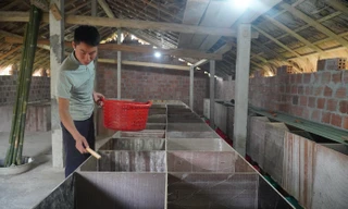 Xây dựng mô hình kinh tế giỏi từ nguồn vốn 5 triệu đồng