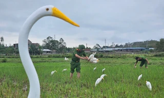 Tháo dỡ 'ma trận' bẫy tận diệt đàn chim trời trong mùa di cư 
