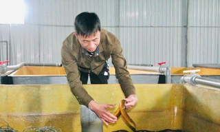 Tiên phong làm giàu từ nuôi lươn không bùn