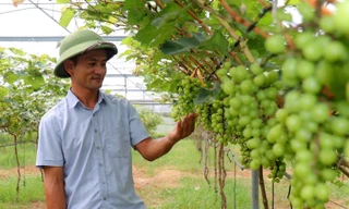 Hành trình làm giàu trên mảnh đất cằn của anh nông dân Hà Tĩnh