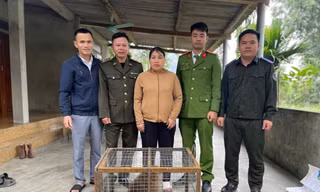 Người dân bàn giao cá thể khỉ vàng quý hiếm thả về rừng