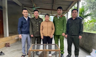 Người dân bàn giao cá thể khỉ vàng quý hiếm thả về rừng