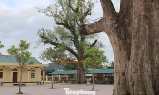 'Bí ẩn' về 4 cây Kơ nia hàng trăm năm tuổi trong ngôi trường ở Hà Tĩnh