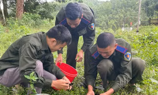 Thả 'bom hạt giống' để rừng tái sinh