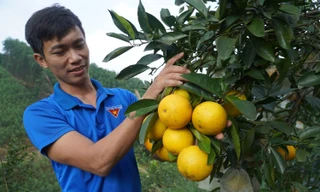 9X bỏ phố về hồi sinh vùng đất sỏi