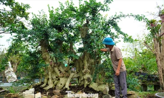 Chiêm ngưỡng vườn bonsai giá tiền tỷ ở Hà Tĩnh