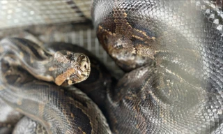 Liên tiếp phát hiện trăn đất bò vào vườn nhà dân