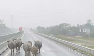 Đàn trâu thả rông ‘tung tăng’ trên cao tốc Bắc - Nam