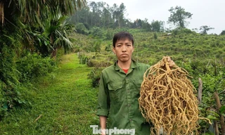 'Đổi vận' cho vùng đất đồi bỏ hoang từ cây ba kích