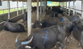 Phát hiện xe tải chở hàng chục con trâu, bò không rõ nguồn gốc