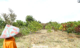 Bão tan, nước rút, nắng lên, nhưng cả làng cây cảnh lo mất Tết