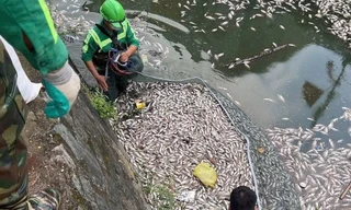 Giăng lưới vớt cá chết nổi trắng trên kênh hào thành cổ Vinh