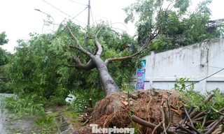 Bão số 5 khiến 33.000 cây bị gãy, đổ ở Nghệ An
