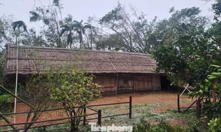 Nhà tranh Bác Hồ ở Làng Sen đứng vững trước bão số 10