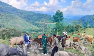 Mô hình chăn nuôi giúp người Mông thoát nghèo