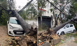 Cây đổ la liệt đè hàng loạt ô tô ở Nghệ An 