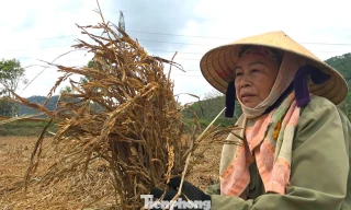 Nông dân bất lực nhìn cánh đồng lúa sắp chín thối rữa sau mưa lũ