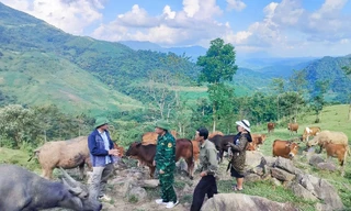 Mô hình chăn nuôi giúp người Mông thoát nghèo