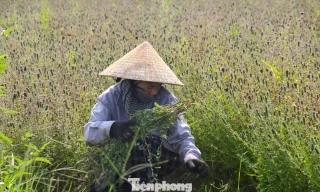 Loài cây giúp nông dân ở Nghệ An thoát nghèo