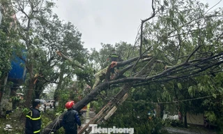 Gió bão 'cuồng nộ', phố ở Nghệ An la liệt cây đổ