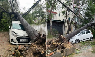 Cây đổ la liệt đè hàng loạt ô tô ở Nghệ An 
