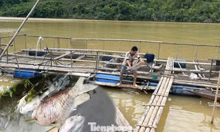 Cá nuôi lồng trên sông Lam chết bất thường, người dân thiệt hại lớn