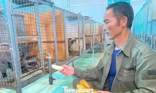 Điểm sáng về phát triển kinh tế nông thôn ở Nghệ An