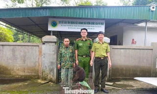 Hai cá thể khỉ quý hiếm bất ngờ đi lạc vào nhà dân