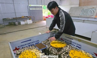 Thanh niên rời phố về bản, tạo sinh kế mới từ con dế