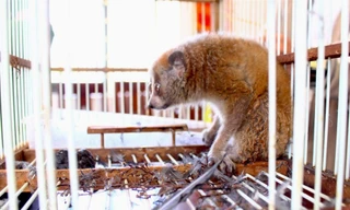 Đi làm đồng phát hiện cu li quý hiếm