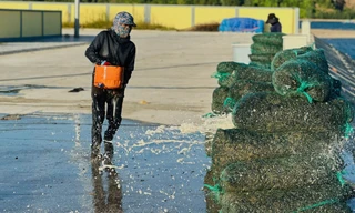 Ngư dân trúng đậm vẹm đen, thu tiền triệu mỗi ngày