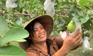Giúp nhiều hộ dân thoát nghèo nhờ trồng ổi lê Đài Loan trên đất đồi nắng gió