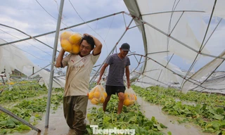 Hệ thống nhà màng dưa lưới gãy đổ, nông dân mất trắng tiền tỷ