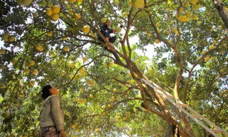 Loại cây xóa đói giảm nghèo ở vùng 'rốn lũ' Hà Tĩnh