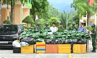 Bắt quả tang đối tượng vận chuyển 240kg cần sa