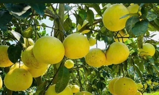 'Đệ nhất danh quả' vào vụ thu hoạch