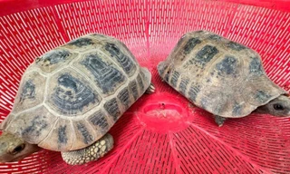 Hai cá thể rùa núi vàng đi lạc vào vườn nhà dân