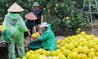 Người trồng bưởi đặc sản thấp thỏm trước giờ bão đổ bộ