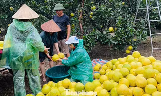 Người trồng bưởi đặc sản thấp thỏm trước giờ bão đổ bộ