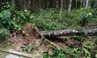 Bão số 5 quật gãy hơn 3.500 gốc trầm, thiệt hại trên 6 tỷ đồng