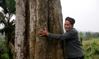 Cận cảnh 2 gốc trầm vừa được công nhận là Cây di sản Việt Nam